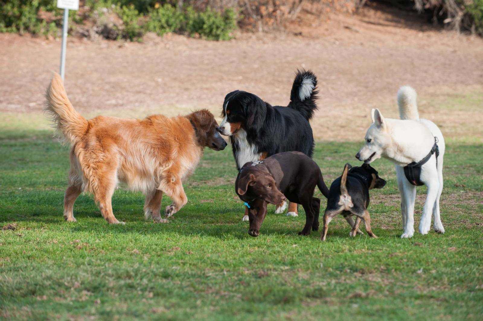 group-of-dogs-