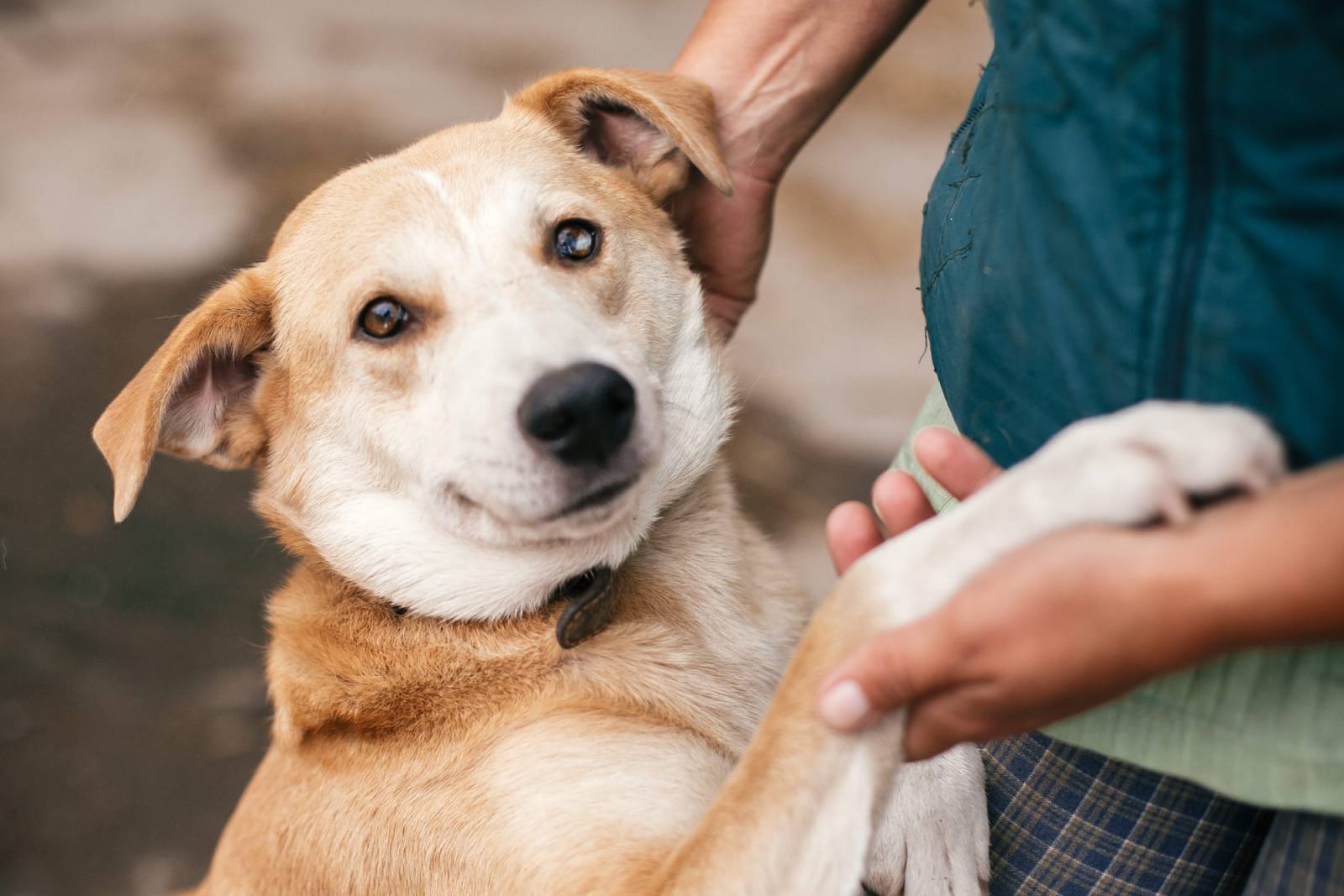 smiling-dog