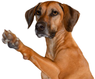 dog waving hello
